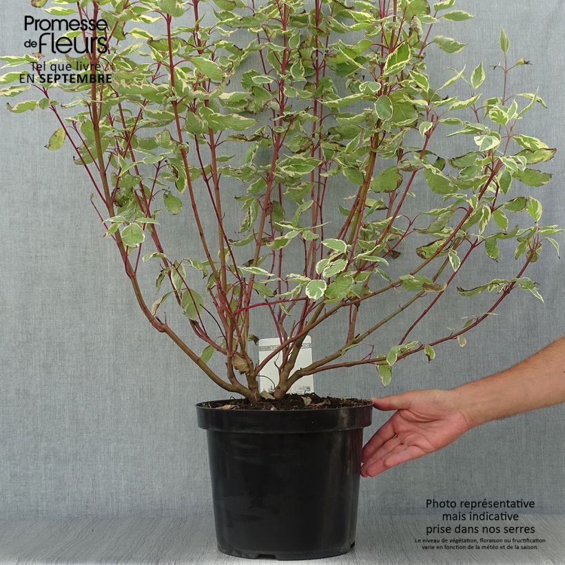 Ejemplar de Cornus alba Cream Cracker Maceta 7,5L/10L entregado en otoño