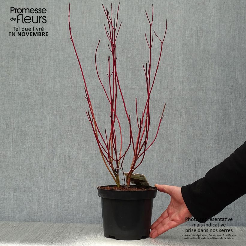 Ejemplar de Cornus alba Elegantissima Maceta 2L/3L entregado en otoño