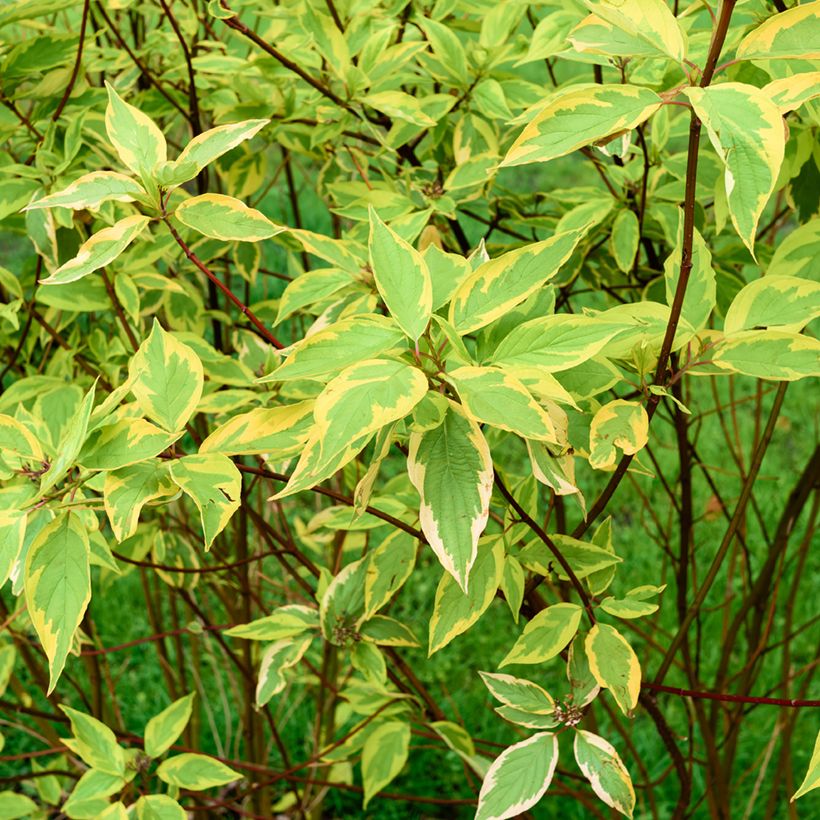 Cornus alba Gouchaultii (Follaje)