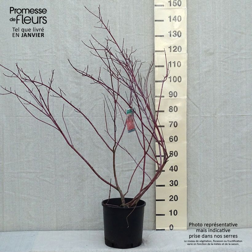Cornus alba Gouchaultii Maceta 7,5L/10L Ejemplar entregado en invierno