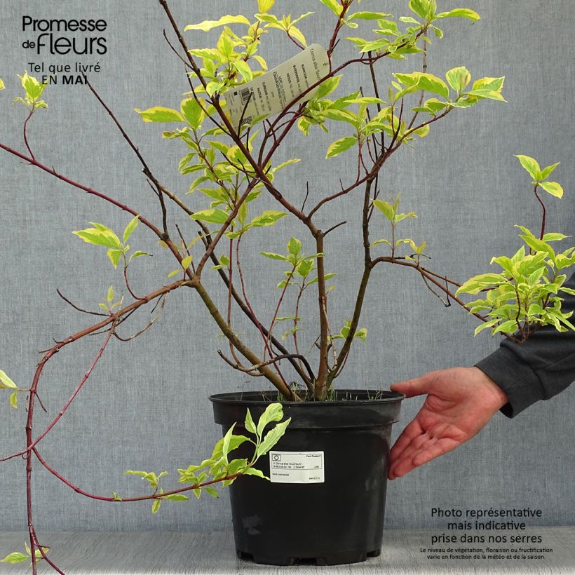 Cornus alba Gouchaultii - Cornouiller blanc en pot de 7,5L/10L Ejemplar entregado en la primavera