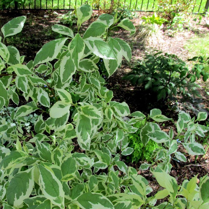 Cornus alba Ivory Halo (Follaje)