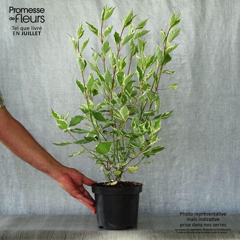 Ejemplar de Cornus alba Ivory Halo - Cornouiller blanc en pot de 3,5L entregado en verano