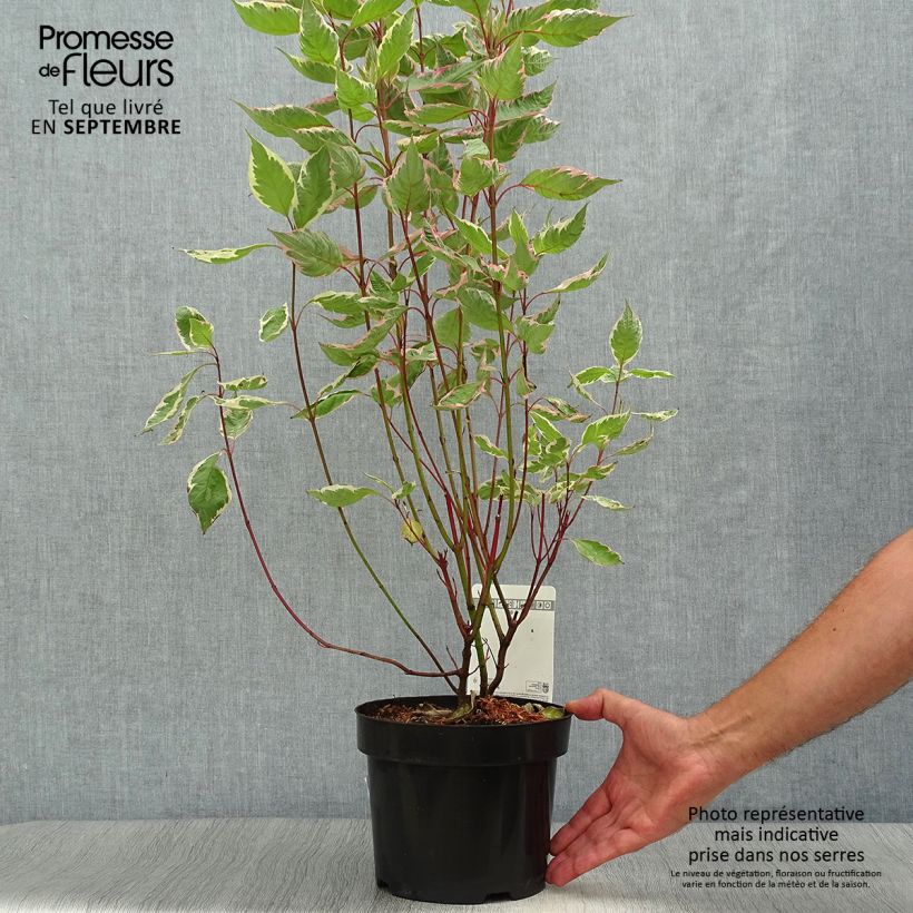 Ejemplar de Cornus alba Miracle Maceta 3L/4L entregado en otoño