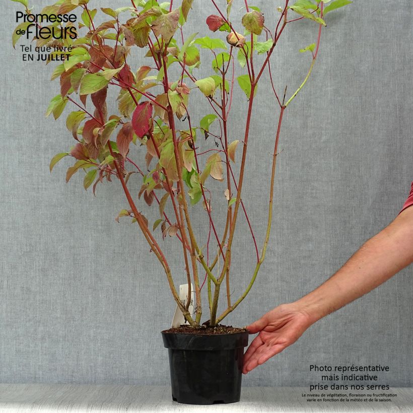 Ejemplar de Cornus alba Sibirica - Cornouiller blanc de Sibérie Pot de 2L/3LHauteur livrée env. 30/40cm entregado en verano
