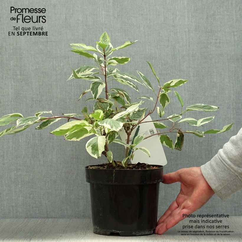 Ejemplar de Cornus alba Sibirica Variegata Maceta 2L/3L entregado en otoño
