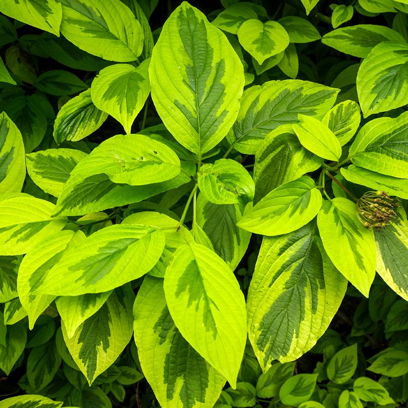 Cornus alba Spaethii (Follaje)