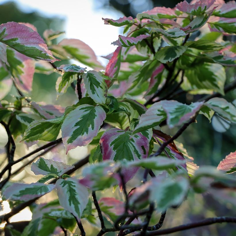 Cornus alternifolia Argentea - Cornejo de hojas alternas (Follaje)