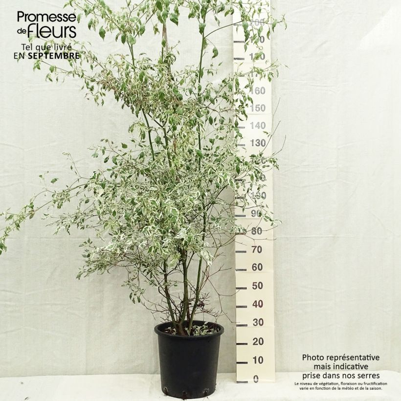 Ejemplar de Cornus alternifolia Argentea - Cornejo de hojas alternas Maceta 20L/25L entregado en otoño