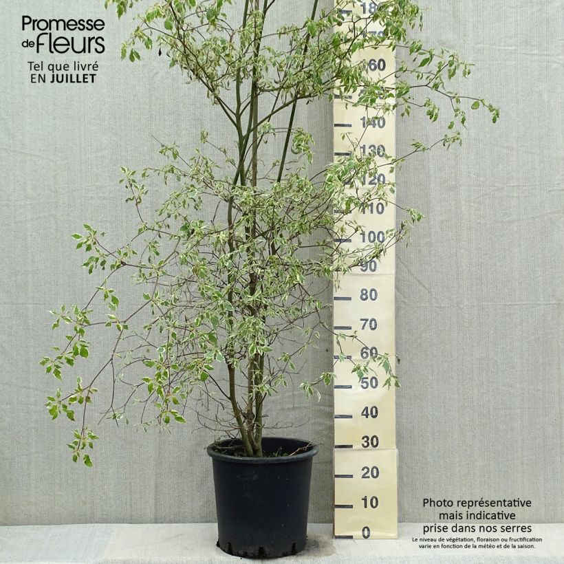 Ejemplar de Cornus alternifolia Argentea - Cornejo de hojas alternas Maceta 20L/25LAltura de entrega aprox. 130/150cm entregado en verano