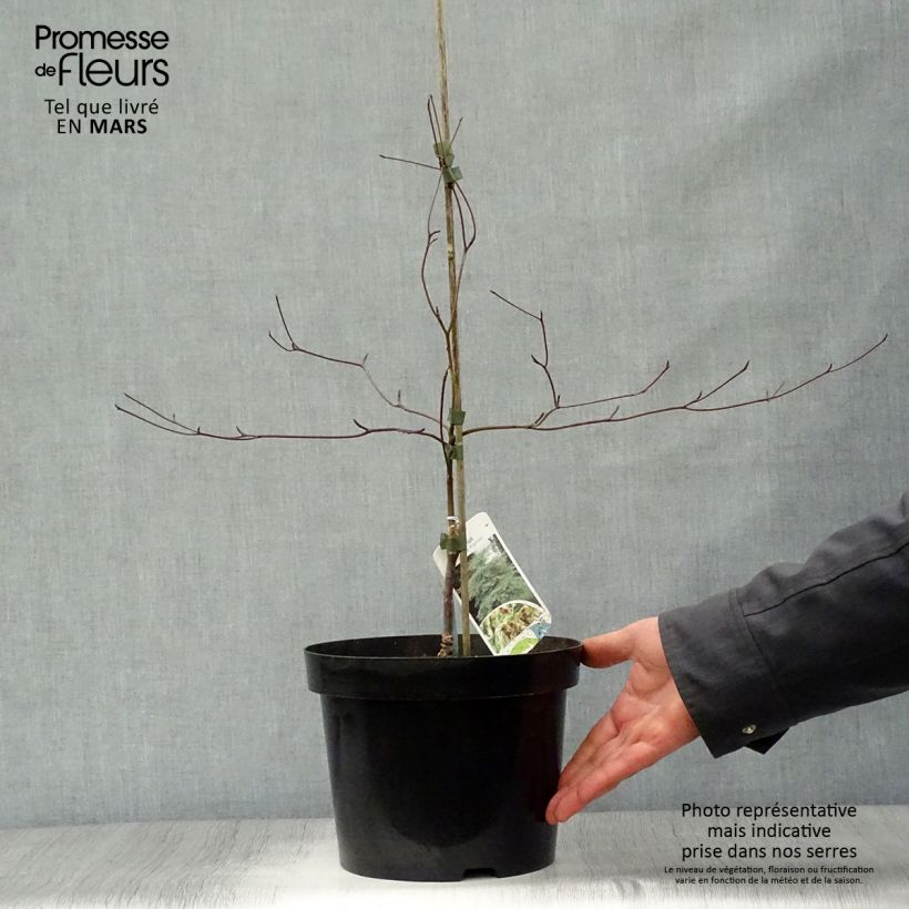 Cornus alternifolia Argentea - Cornejo de hojas alternas Maceta 3L/4LAltura de entrega aprox. 40cm Ejemplar entregado en la primavera