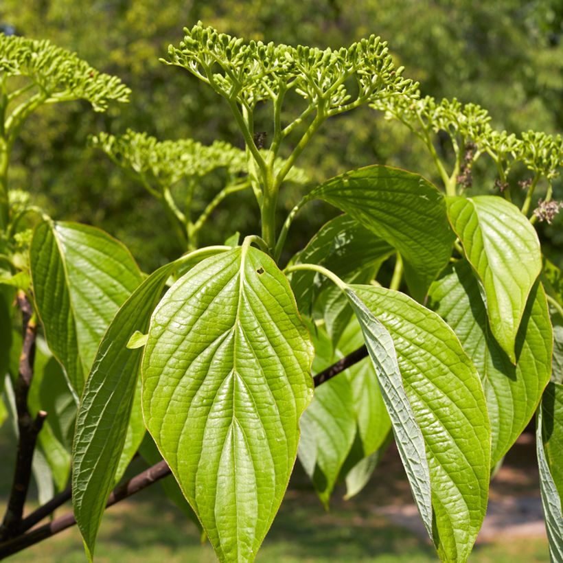 Cornus alternifolia - Cornejo de hojas alternas (Follaje)