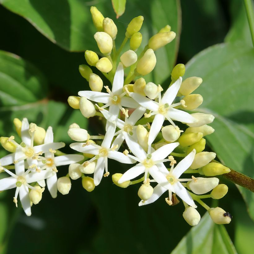 Cornus alternifolia - Cornejo de hojas alternas (Floración)