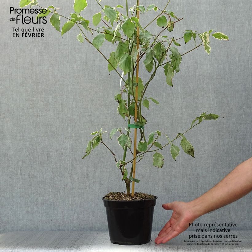 Ejemplar de Cornus alternifolia Pinky Spots - Cornejo de hojas alternas Maceta 4L/5L entregado en otoño
