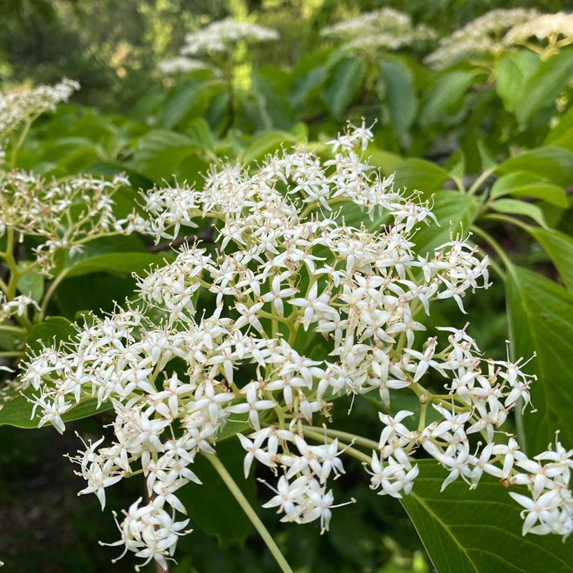 Cornus controversa - Cornejo de mesa (Floración)