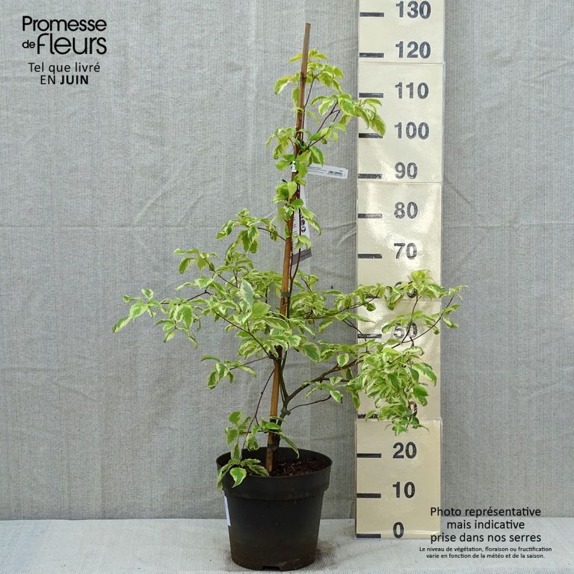 Cornus controversa Gosia - Cornejo de mesa Maceta 7,5L/10LAltura de entrega aprox. 80/100cm Ejemplar entregado en la primavera