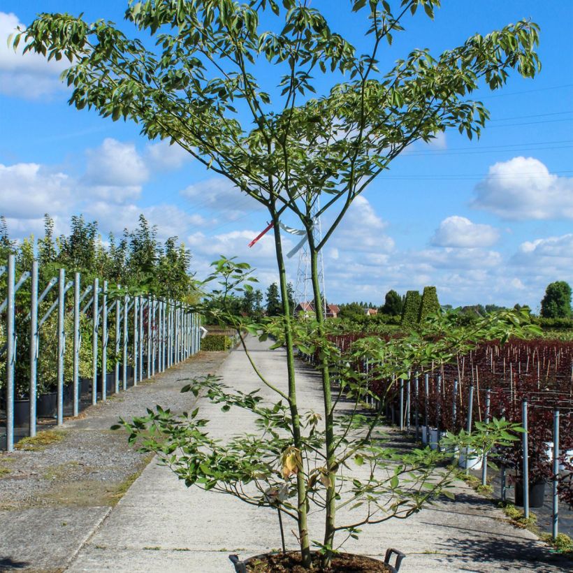 Cornus controversa - Cornejo de mesa Contenedor 80L/90LAltura de entrega aprox. 200/270cm Ejemplar entregado en la primavera