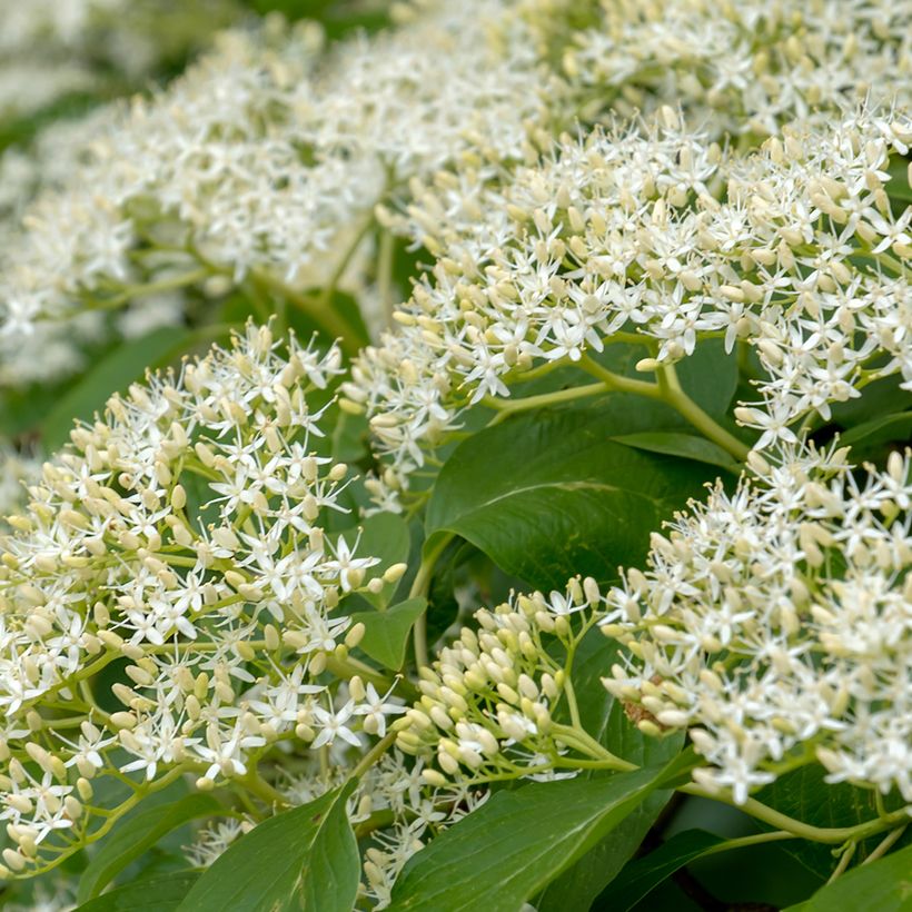 Cornus controversa Pagoda - Cornejo de mesa (Floración)