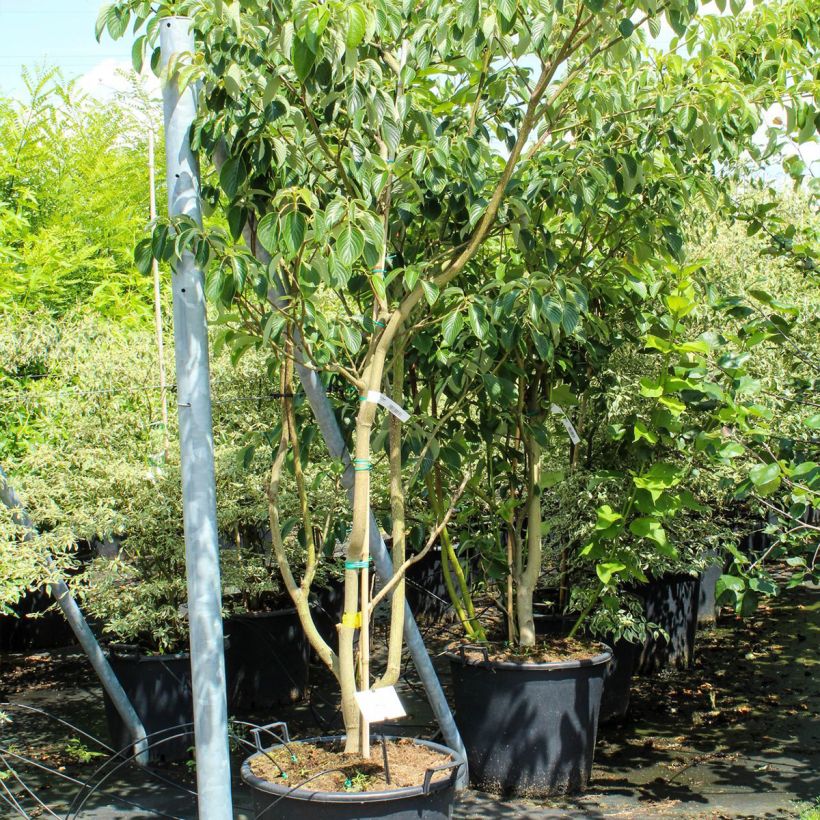 Cornus controversa Pagoda - Cornejo de mesa Maceta 70L/75LAltura de entrega aprox. 200/270cm Ejemplar entregado en la primavera