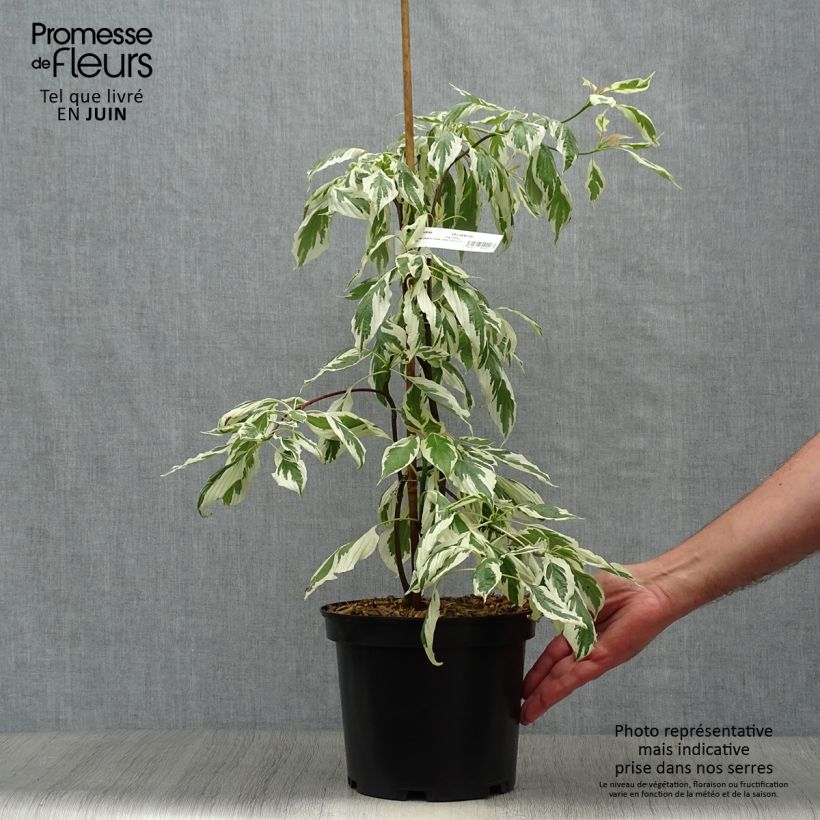 Ejemplar de Cornus controversa Variegata - Cornejo de mesa Maceta 3L/4LAltura de entrega aprox. 40/60cm entregado en verano