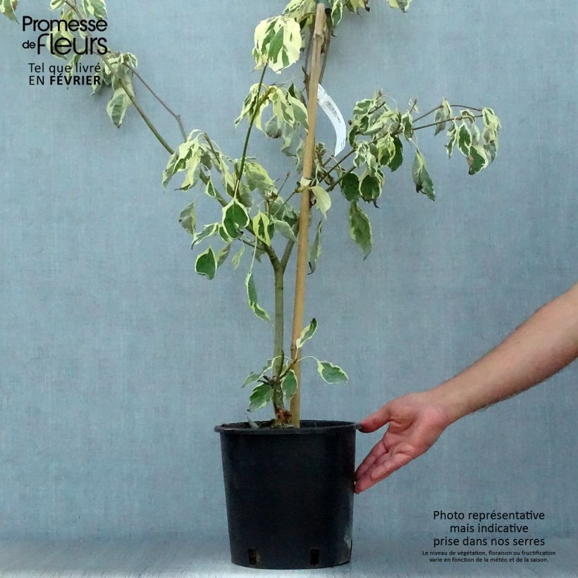 Ejemplar de Cornus controversa Variegata - Cornejo de mesa Maceta 7,5L/10L entregado en otoño