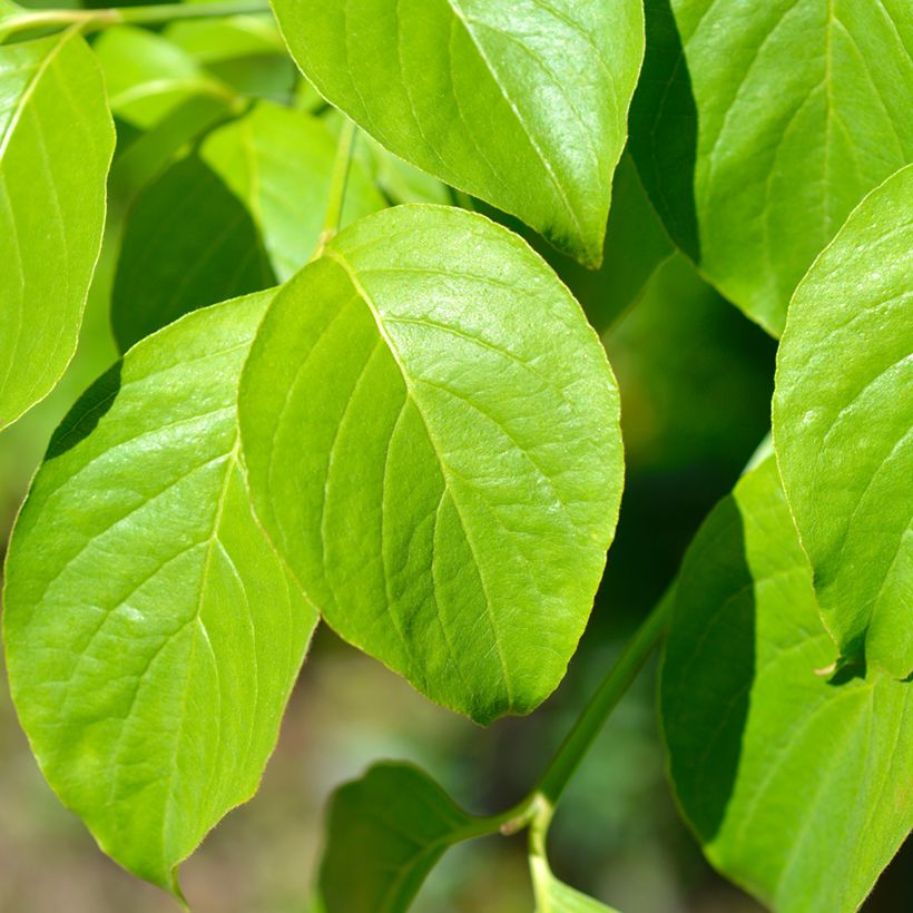 Cornus florida Cherokee Chief (Follaje)