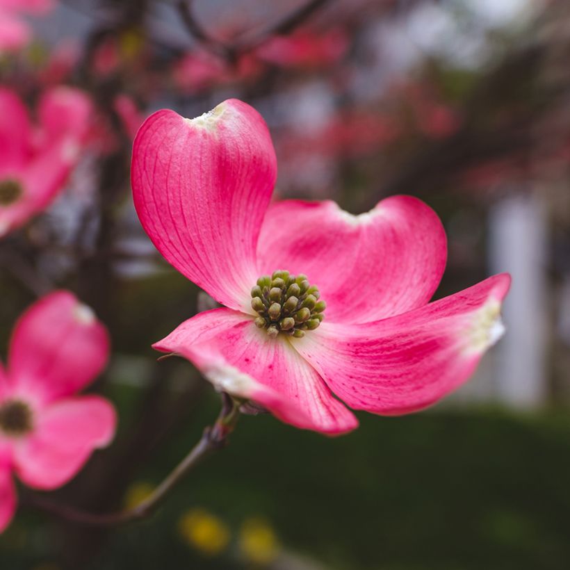Cornus florida Cherokee Chief (Floración)
