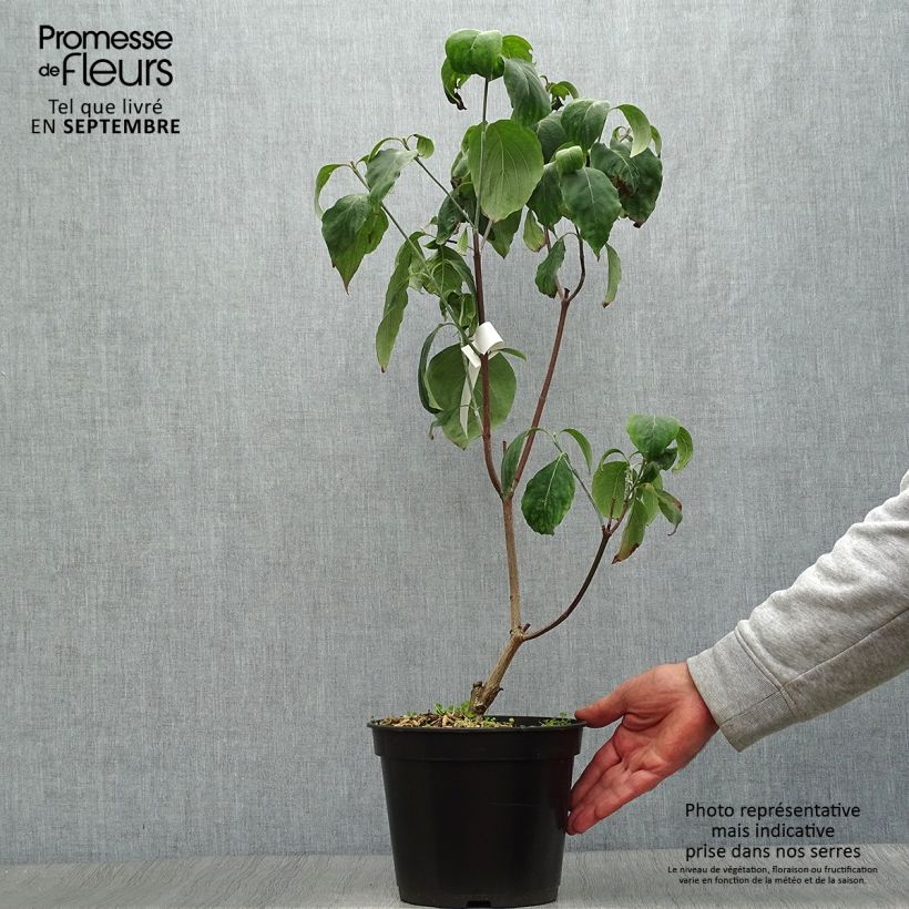 Ejemplar de Cornus florida Cherokee Chief Maceta 4L/5L entregado en otoño
