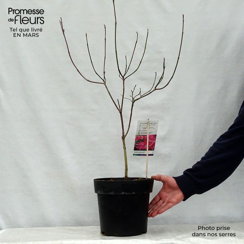Cornus florida Cherokee Chief - Cornouiller d'Amerique Pot de 12L/15LHauteur livrée env. 150/170cm Ejemplar entregado en la primavera