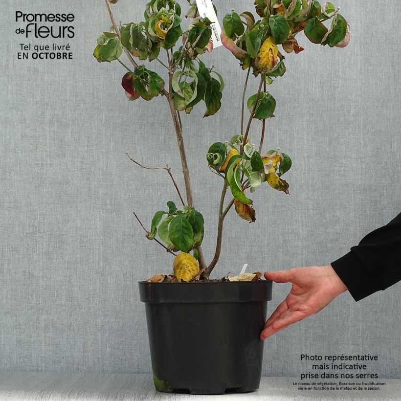 Ejemplar de Cornus florida Cherokee Chief Maceta 12L/15L entregado en otoño