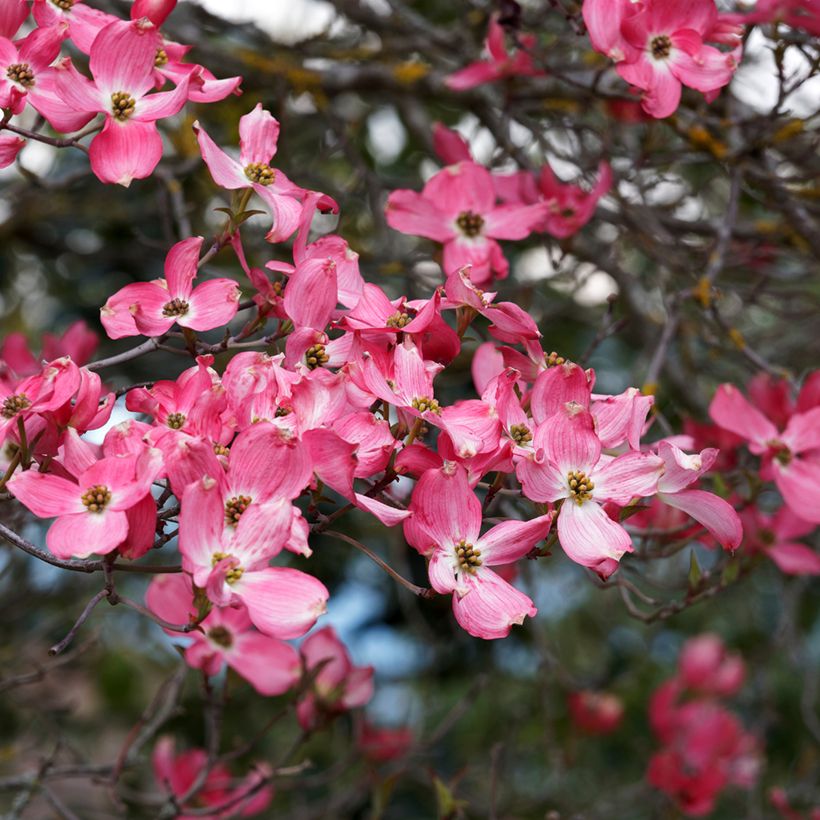 Cornus florida Cherokee Sunset (Floración)