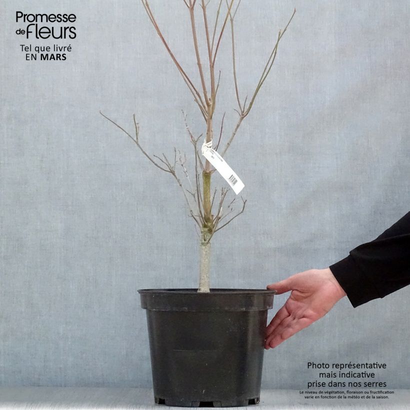 Cornus florida Cloud Nine - Cornouiller à fleurs d'Amérique. Pot de 7,5L/10LHauteur livrée env. 80/100cm Ejemplar entregado en la primavera