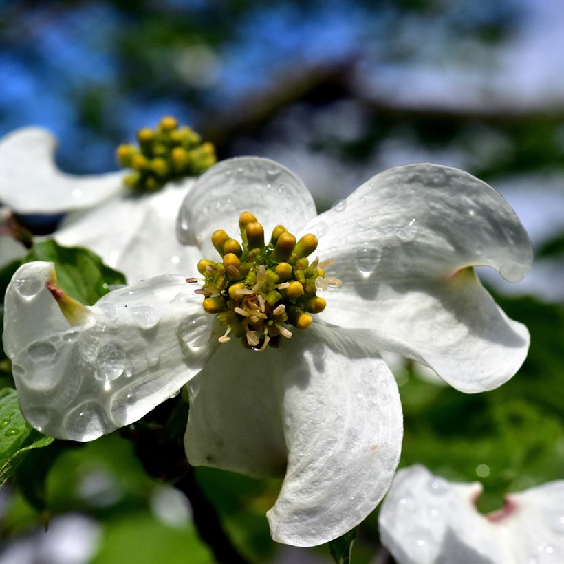 Cornus florida - Cornejo florido (Floración)