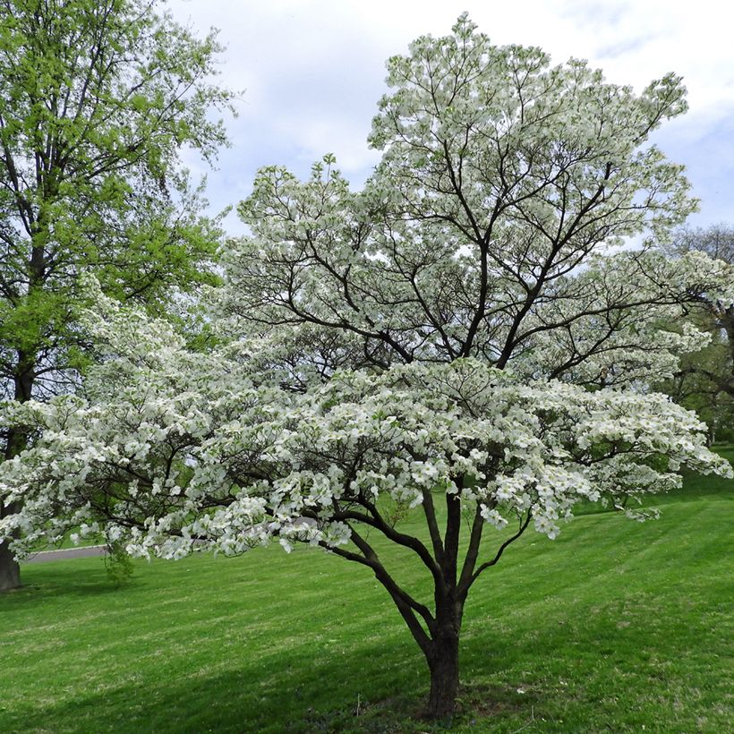 Cornus florida - Cornejo florido (Porte)