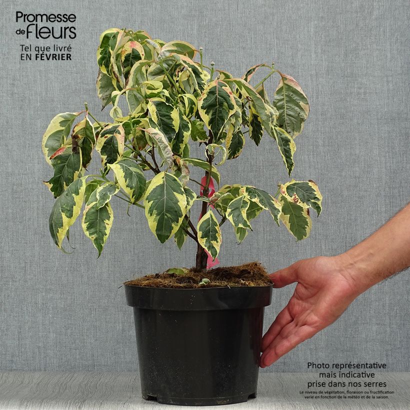 Ejemplar de Cornus florida Firebird Maceta 4L/5L entregado en otoño