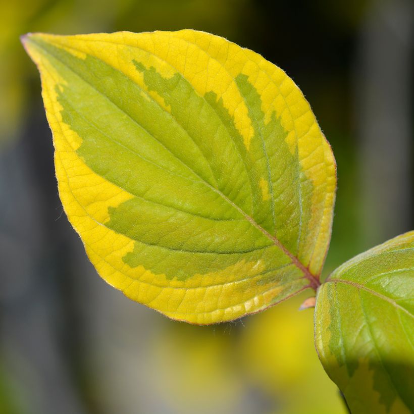 Cornus florida Rainbow (Follaje)