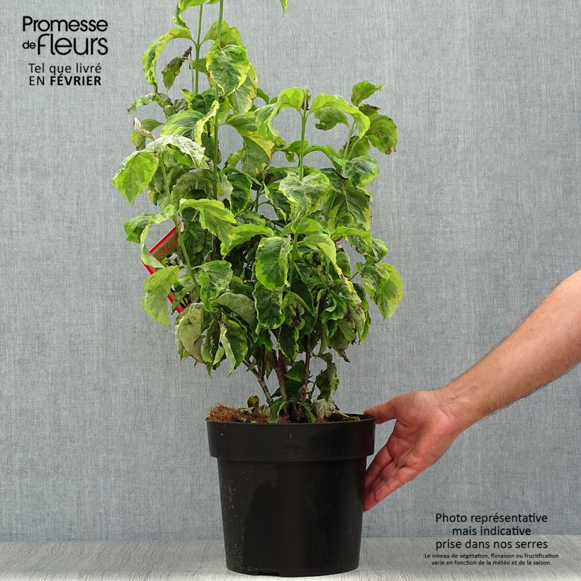 Ejemplar de Cornus florida Rainbow Maceta 6L/7L entregado en otoño