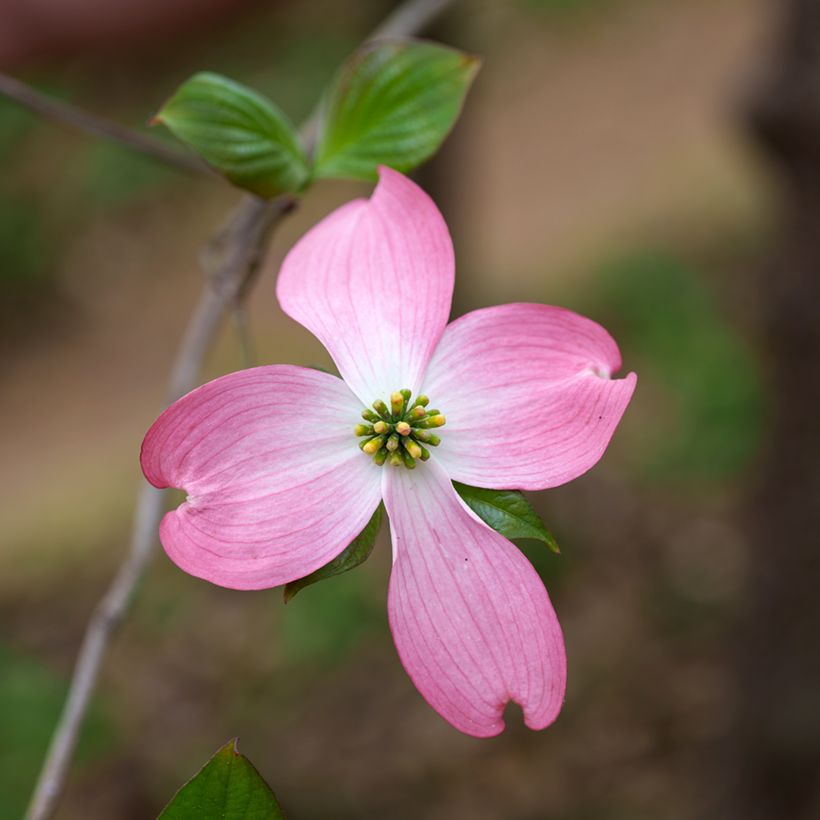 Cornus florida Rubra (Floración)