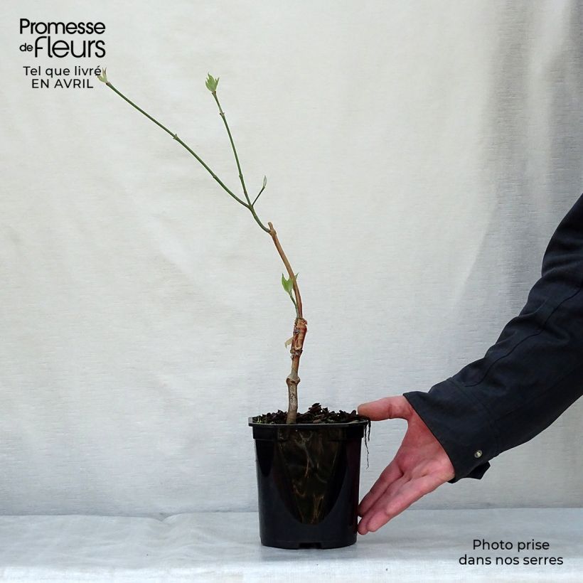 Cornus florida subsp. urbiniana - Cornejo florido Maceta 2L/3L Ejemplar entregado en la primavera
