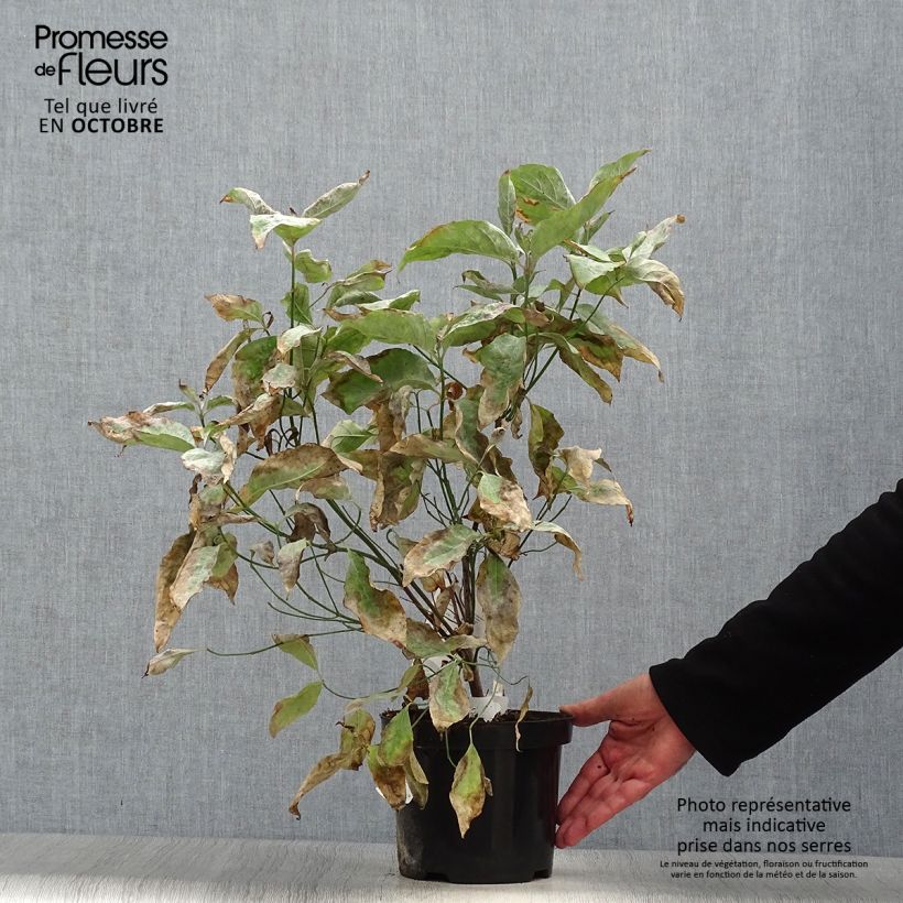 Ejemplar de Cornus florida - Cornejo florido Maceta 2L/3L entregado en otoño