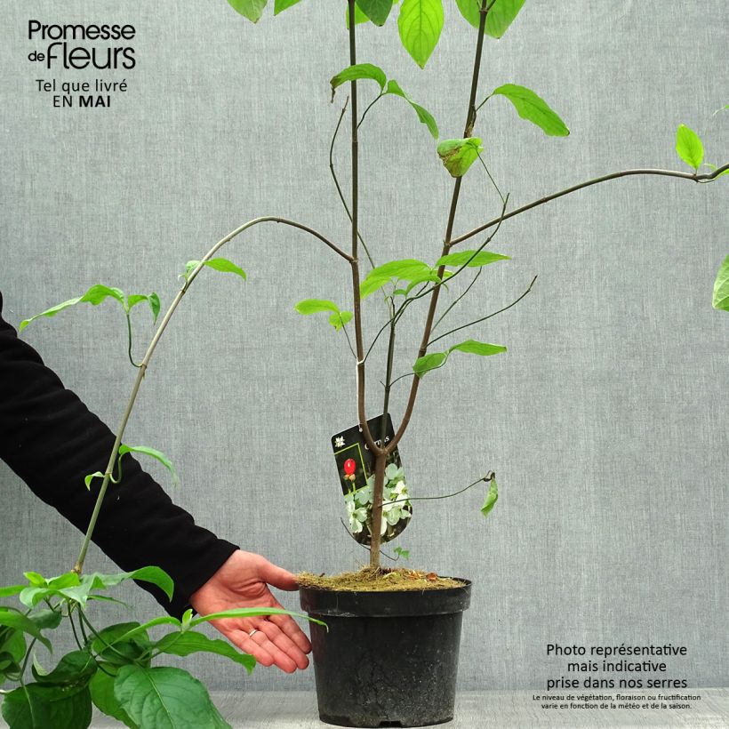 Cornus florida - Cornejo florido Maceta 2L/3L Ejemplar entregado en la primavera