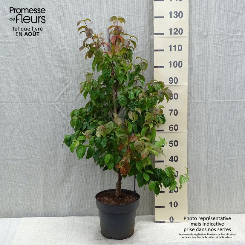 Ejemplar de Cornus kousa Blooming Pink Tetra - Cornouiller hybride - Pot de 7,5L/10L entregado en verano