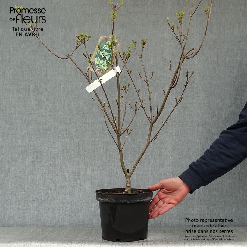 Cornus kousa China Girl - Cornouiller du Japon blanc Pot de 4L/5L Ejemplar entregado en la primavera