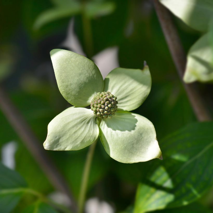 Cornus kousa China Girl (Floración)