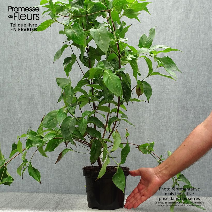 Ejemplar de Cornus kousa Chinensis Maceta 3L/4L entregado en otoño
