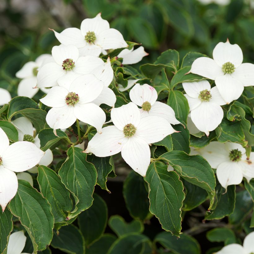 Cornus kousa Chinensis (Floración)