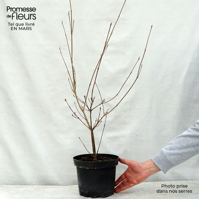 Cornus kousa Copacabana - Cornouiller du Japon Pot de 4L/5L Ejemplar entregado en la primavera