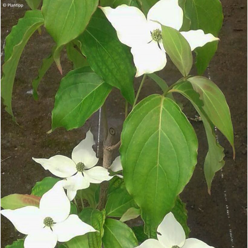 Cornus kousa Flower Tower (Follaje)