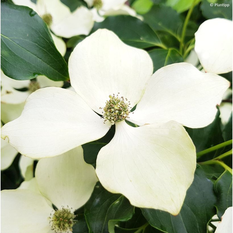 Cornus kousa Flower Tower (Floración)