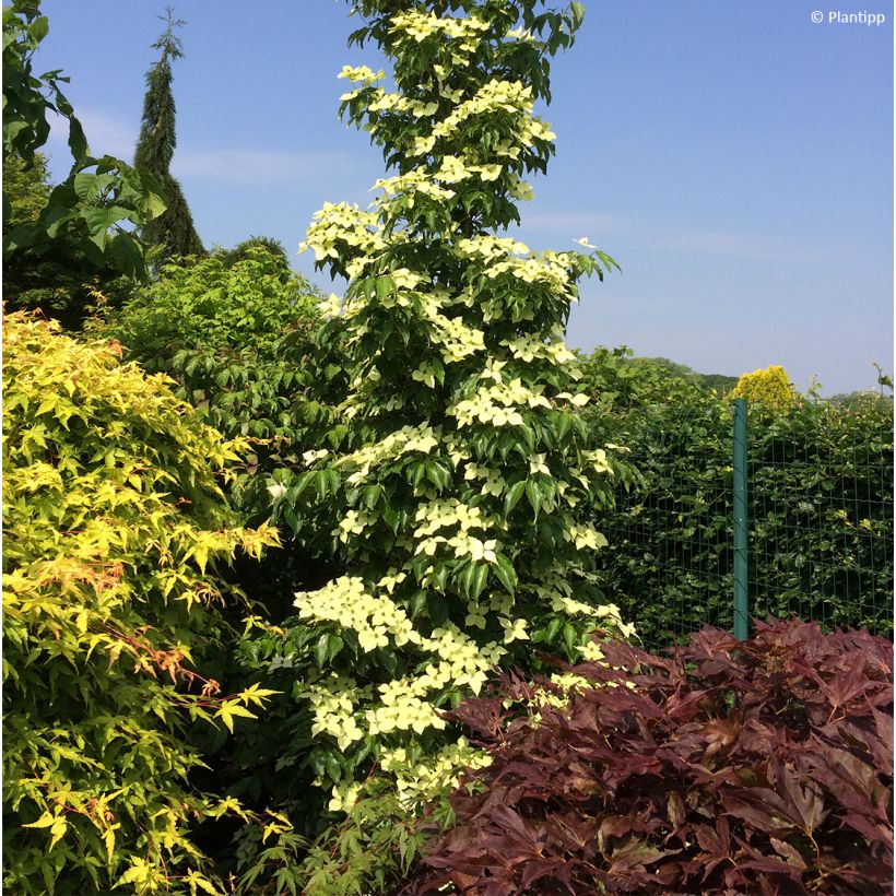 Cornus kousa Flower Tower (Porte)